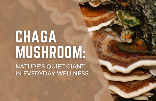 Chaga Mushroom: Nature’s Quiet Giant in Everyday Wellness