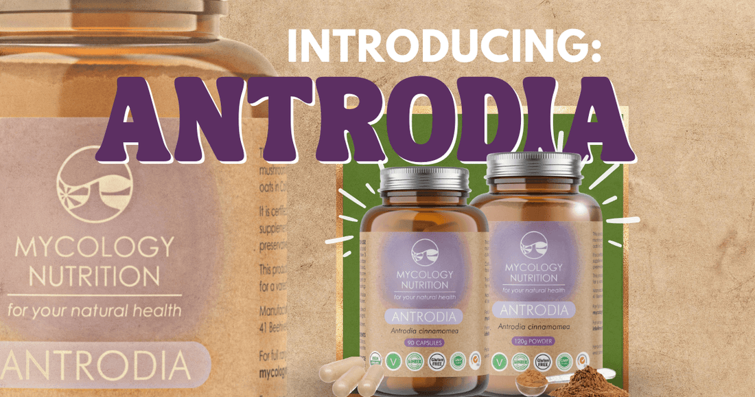 Introducing Antrodia - Mycology Nutrition