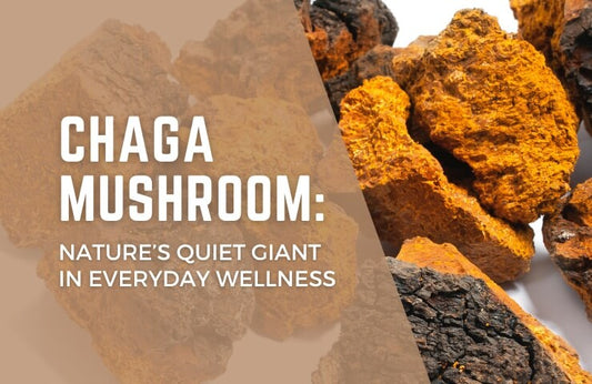 chaga mushroom for wellness