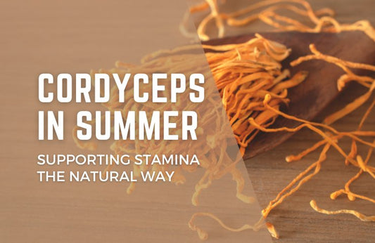 Cordyceps in Summer: Supporting Stamina the Natural Way