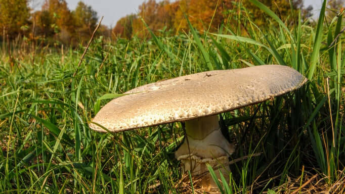 Agaricus Mushroom Supplements | Mycology Nutrition | may support digestion and maintain well-being
