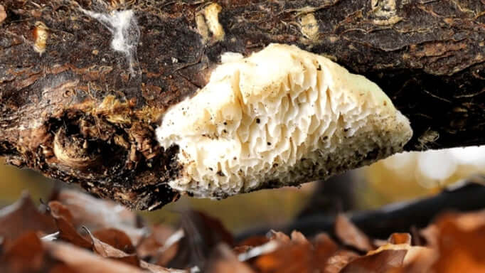 Antrodia mushroom growing in a natural setting - potentially rich in beneficial antioxidants and nutrients