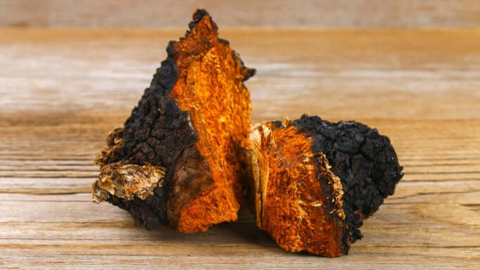 Chaga Mushroom
