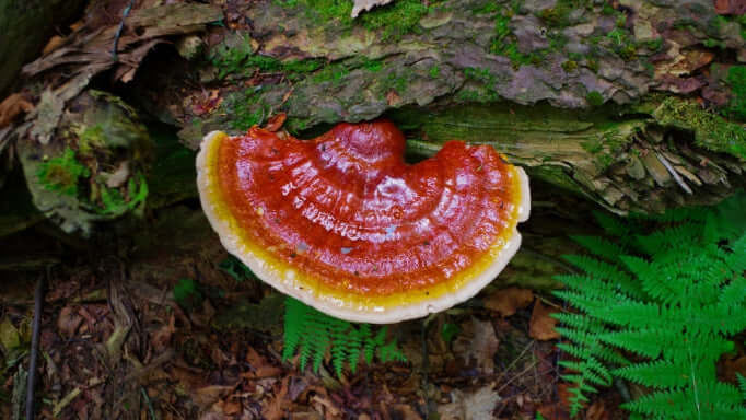 Reishi Mushroom growing on the bottom of a tree - may help with relaxation and support improved sleep
