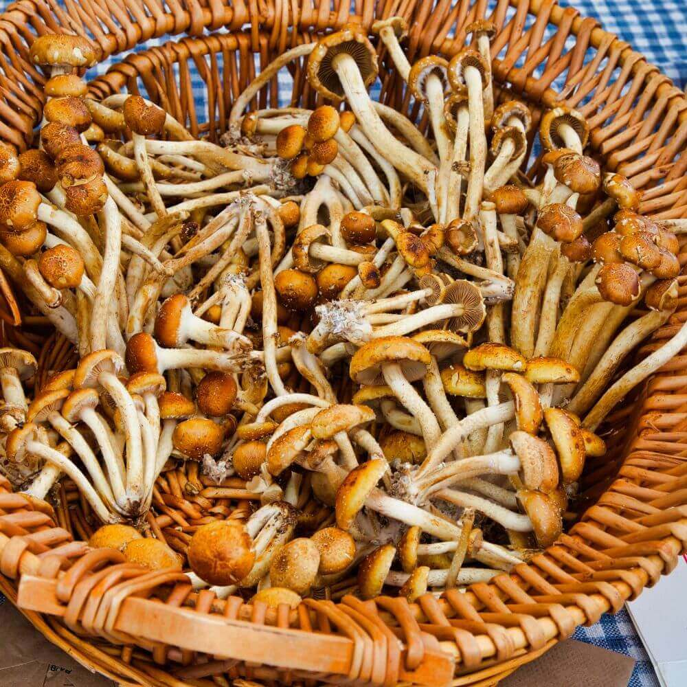 Dried Nameko Mushroom (Pholiota Microspora/Hua Zi Gu) | (50g)
