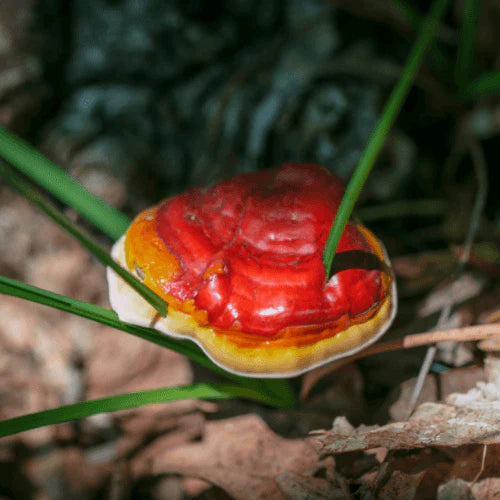 reishi_mushroom_mycology