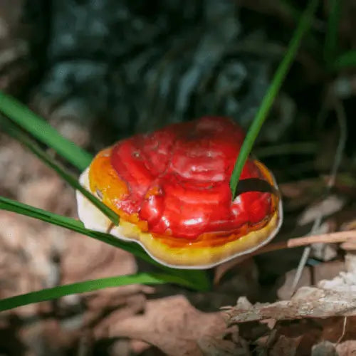 reishi_mushroom_mycology
