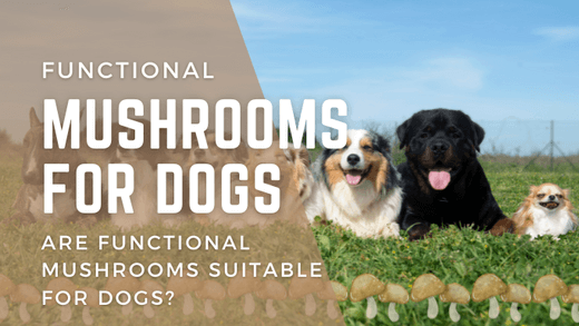 Functional Mushrooms for Dogs - Are functional mushrooms suitable for dogs?