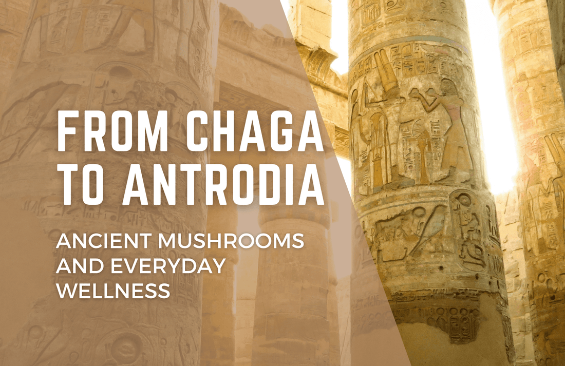 From Chaga to Antrodia, Ancient Mushrooms and Everyday Wellness