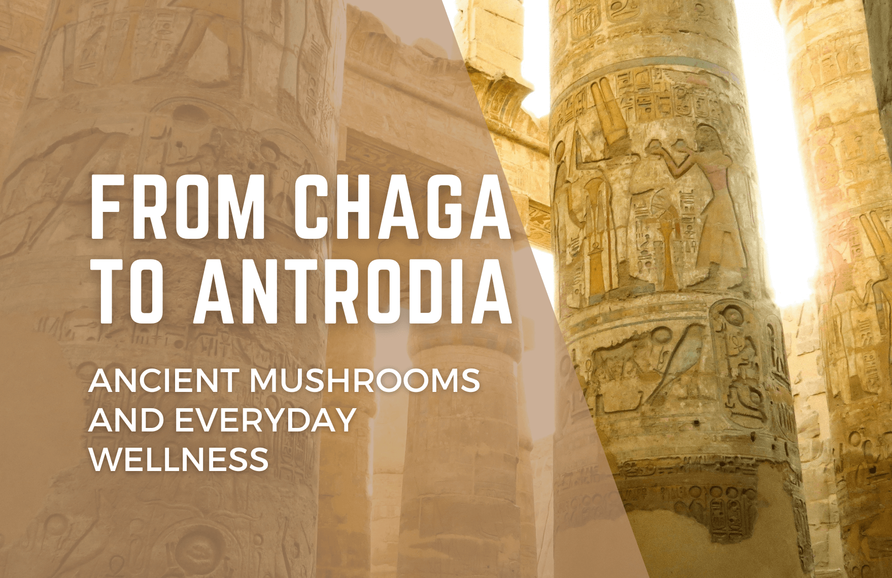 From Chaga to Antrodia, Ancient Mushrooms and Everyday Wellness