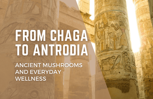 From Chaga to Antrodia, Ancient Mushrooms and Everyday Wellness
