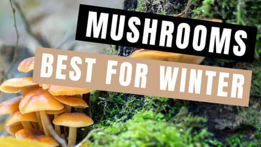 Mushrooms best for winter