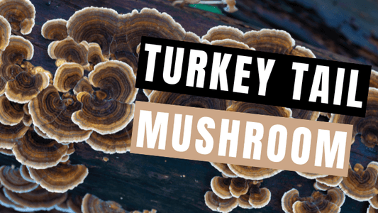 Turkey Tail Mushroom: About, Benefits & How to Take | Mycology Nutrition