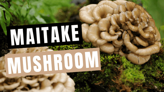 Maitake Mushroom - About, benefits and how to take