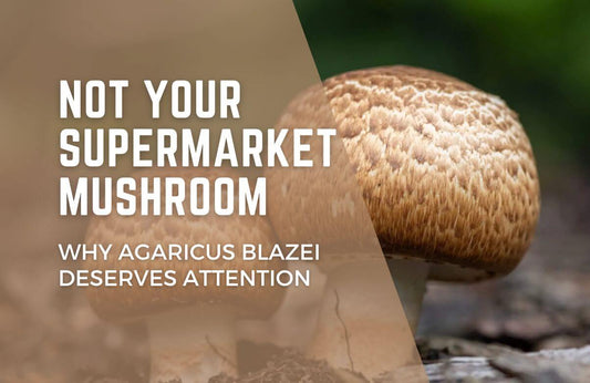 Agaricus blazei mushroom