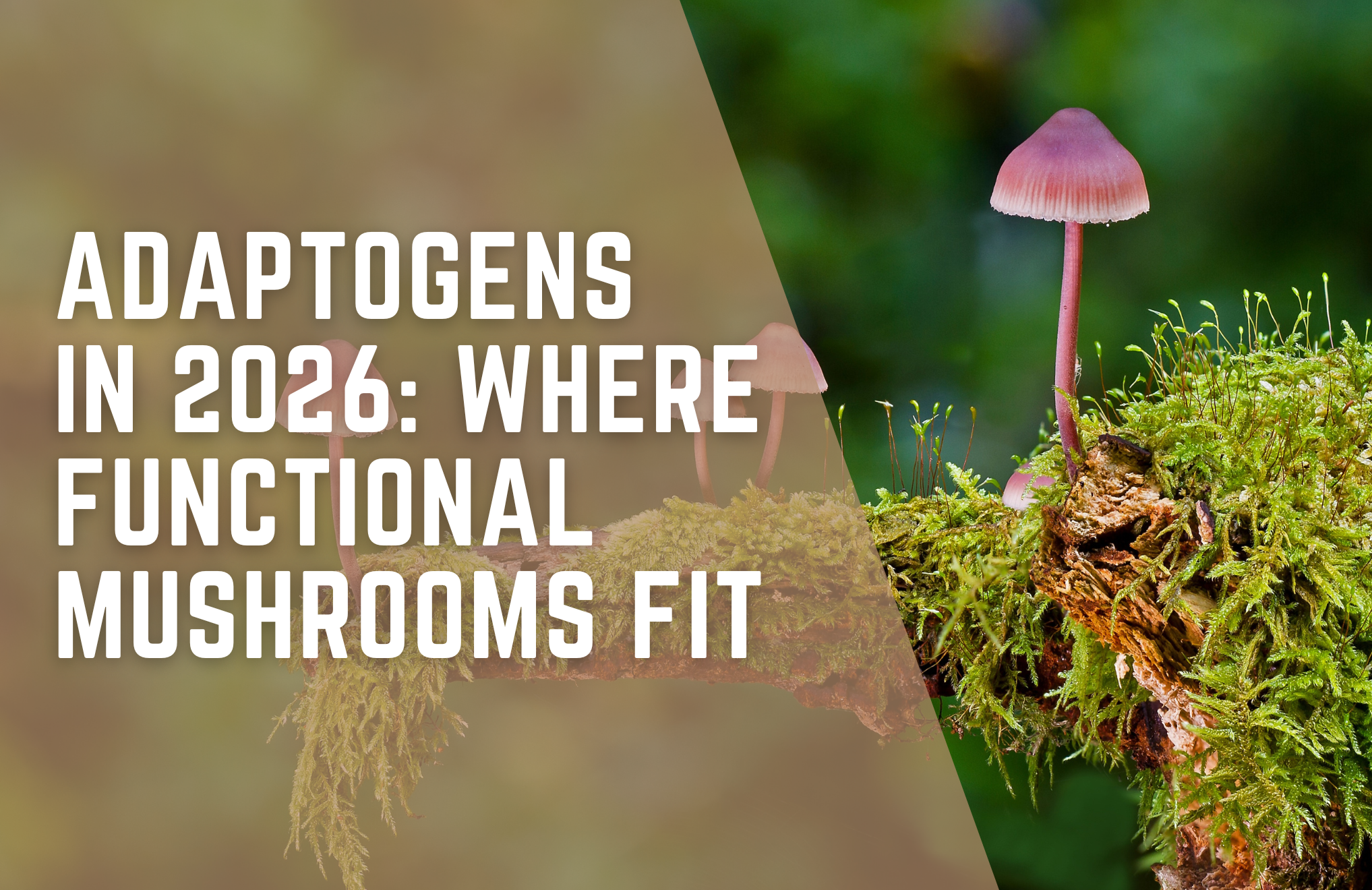 Adaptogens in 2026: What They Are and Where Mushrooms Fit