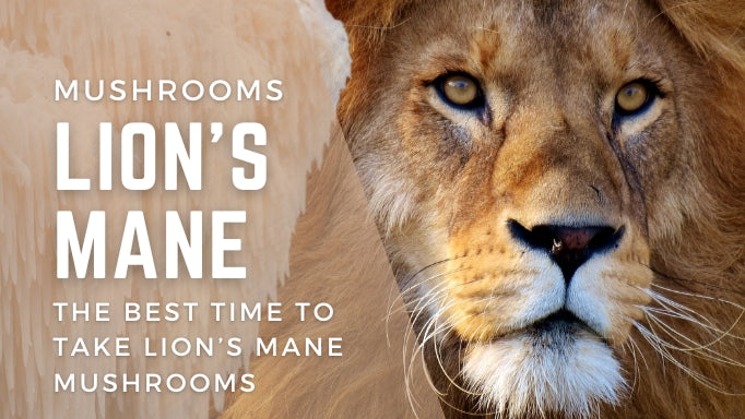 When is the Best Time to Take Lion's Mane Mushroom?