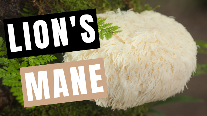 Lion's Mane Mushroom: About, Benefits & How to Take (for best results)