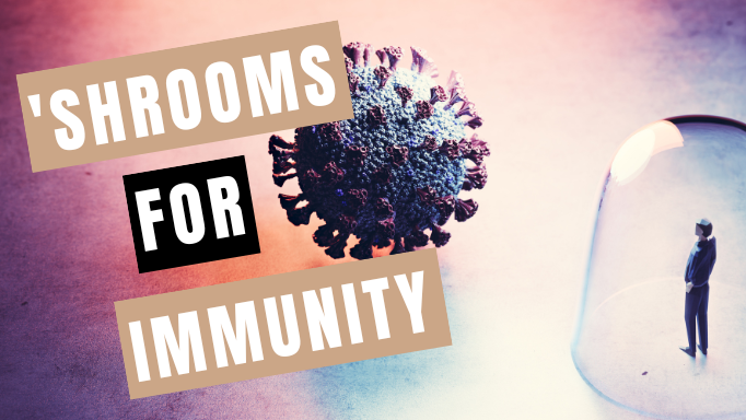 Immunity Levels: Best Health Mushrooms to Stay Fit & Healthy