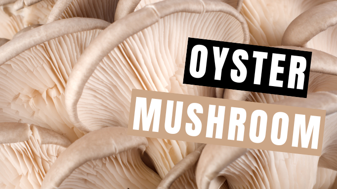 Oyster Mushroom: About, Benefits & How to Take (for best results) | Mycology Nutrition