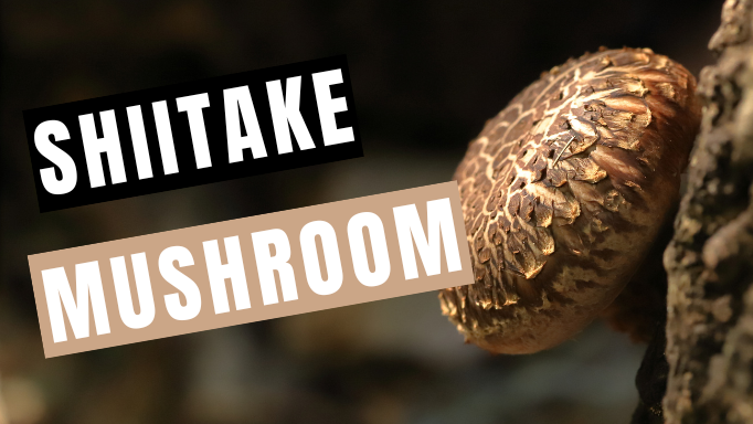 Shiitake Mushroom: About, Benefits & Ways to Take | Mycology Nutrition
