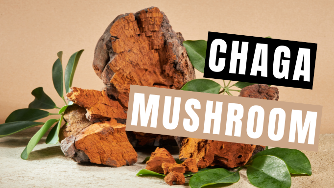 Chaga Mushroom: About, Benefits & Methods to Consume | Mycology Nutrition