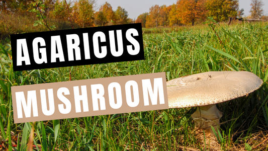 Agaricus Mushroom: About, Benefits & Methods to Consume | Mycology Nutrition