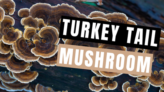 Turkey Tail Mushroom: About, Benefits & How to Take | Mycology Nutrition