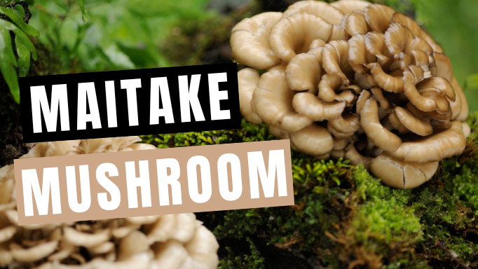 Maitake Mushroom: About, Benefits & How to Take