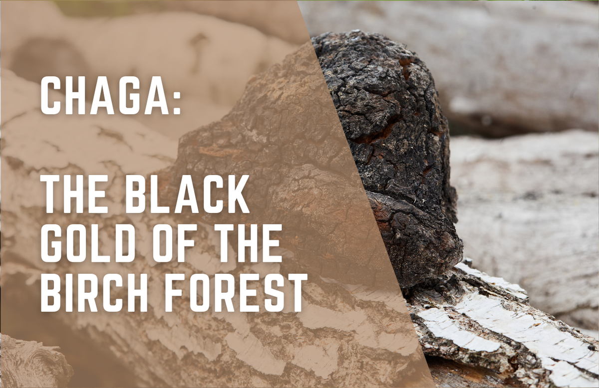 Chaga: The Black Gold of the Birch Forest Explained