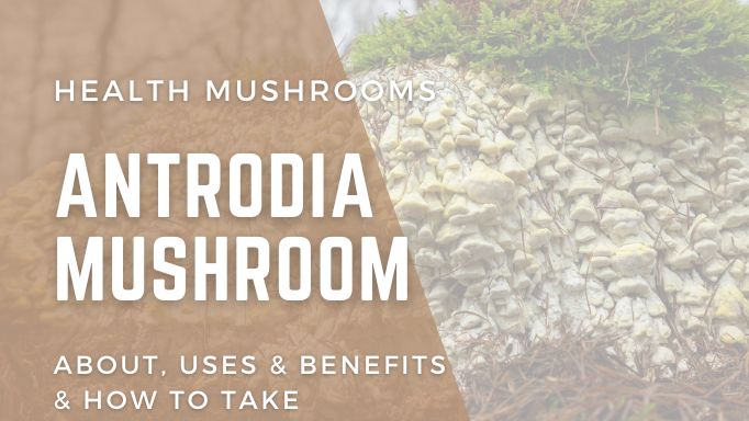 antrodia mushroom