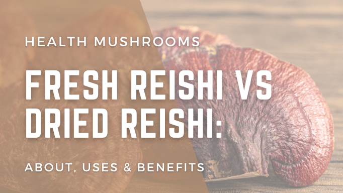 Fresh Reishi vs Dried Reishi: About, Uses & Benefits