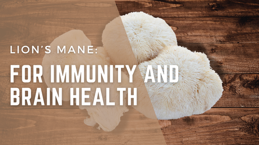 Lion’s Mane for Immunity and Brain Health