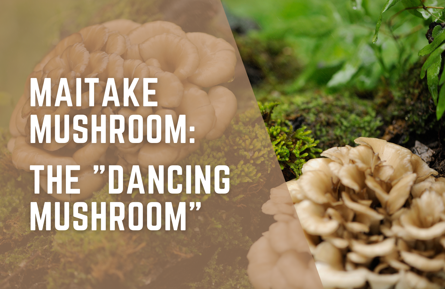 Maitake Mushroom: The "Dancing Mushroom" and Its Wellness Uses