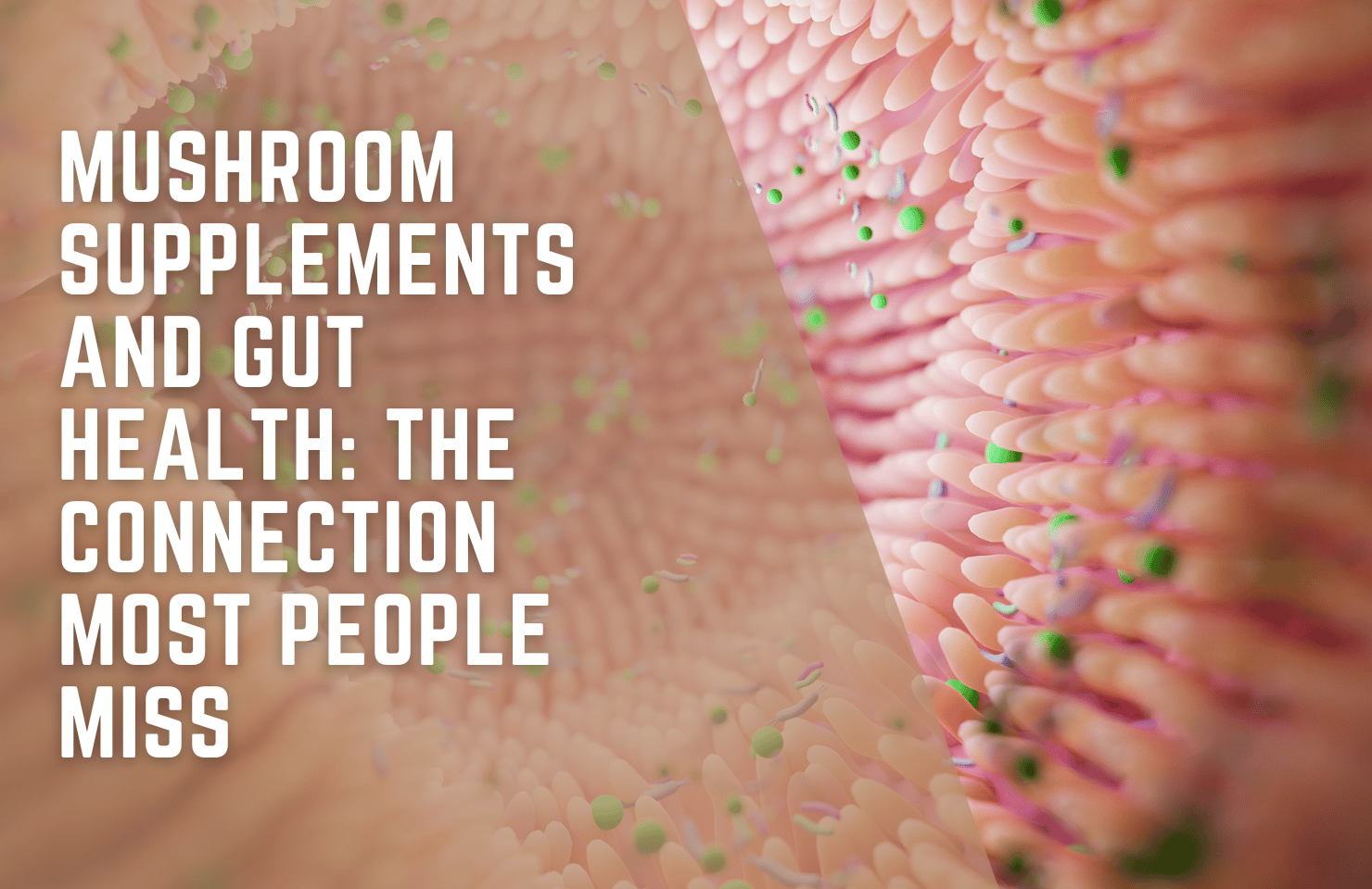 Mushroom Supplements and Gut Health: The Prebiotic Link