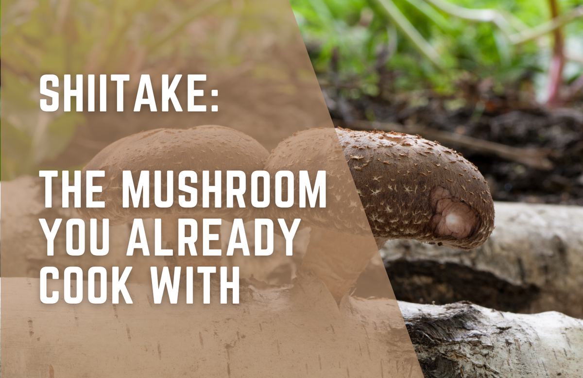 Shiitake: The Functional Mushroom You Already Cook With