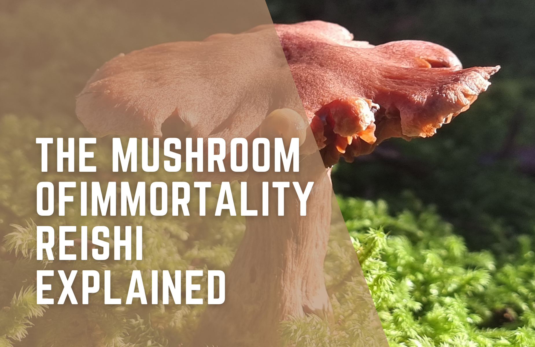Reishi Mushroom: The "Mushroom of Immortality" Explained