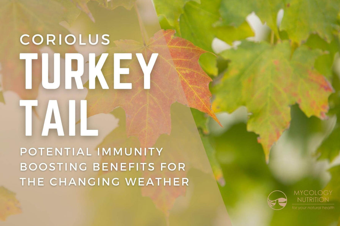Coriolus Turkey Tail - potential immunity boosting benefits for the changing weather