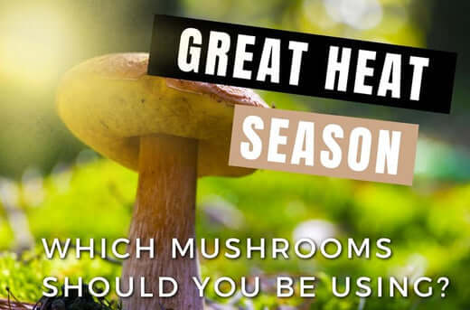 Great heat season - which mushrooms should you be using?
