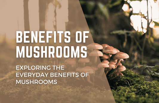 Exploring the Everyday Benefits of Mushrooms: How to Add Them to Your Daily Wellness Routine