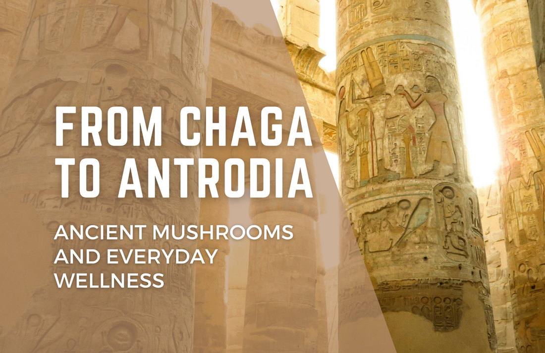 From Chaga to Antrodia, Ancient Mushrooms and Everyday Wellness