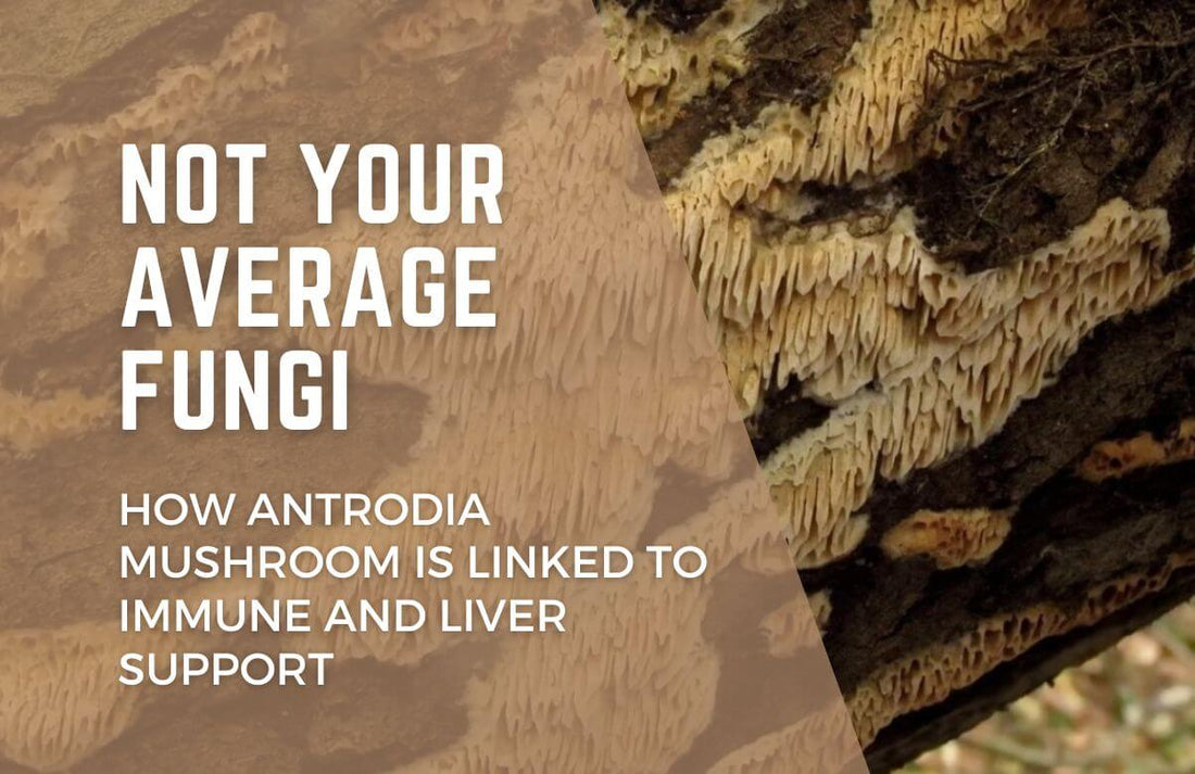 antrodia mushroom for liver and immune support