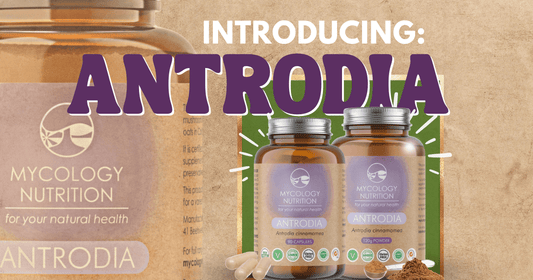 Introducing Antrodia - Mycology Nutrition