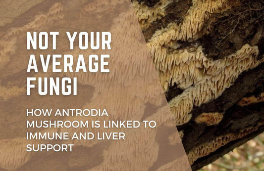 antrodia mushroom for liver and immune support