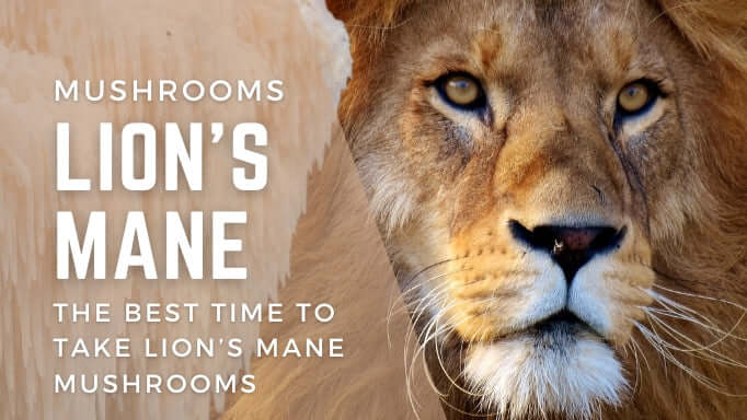 Lion's Mane: The best time to take Lion's Mane Mushrooms