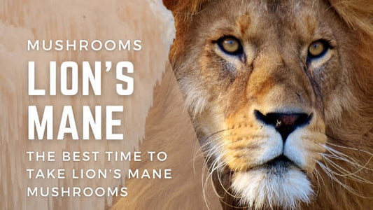 Lion's Mane: The best time to take Lion's Mane Mushrooms
