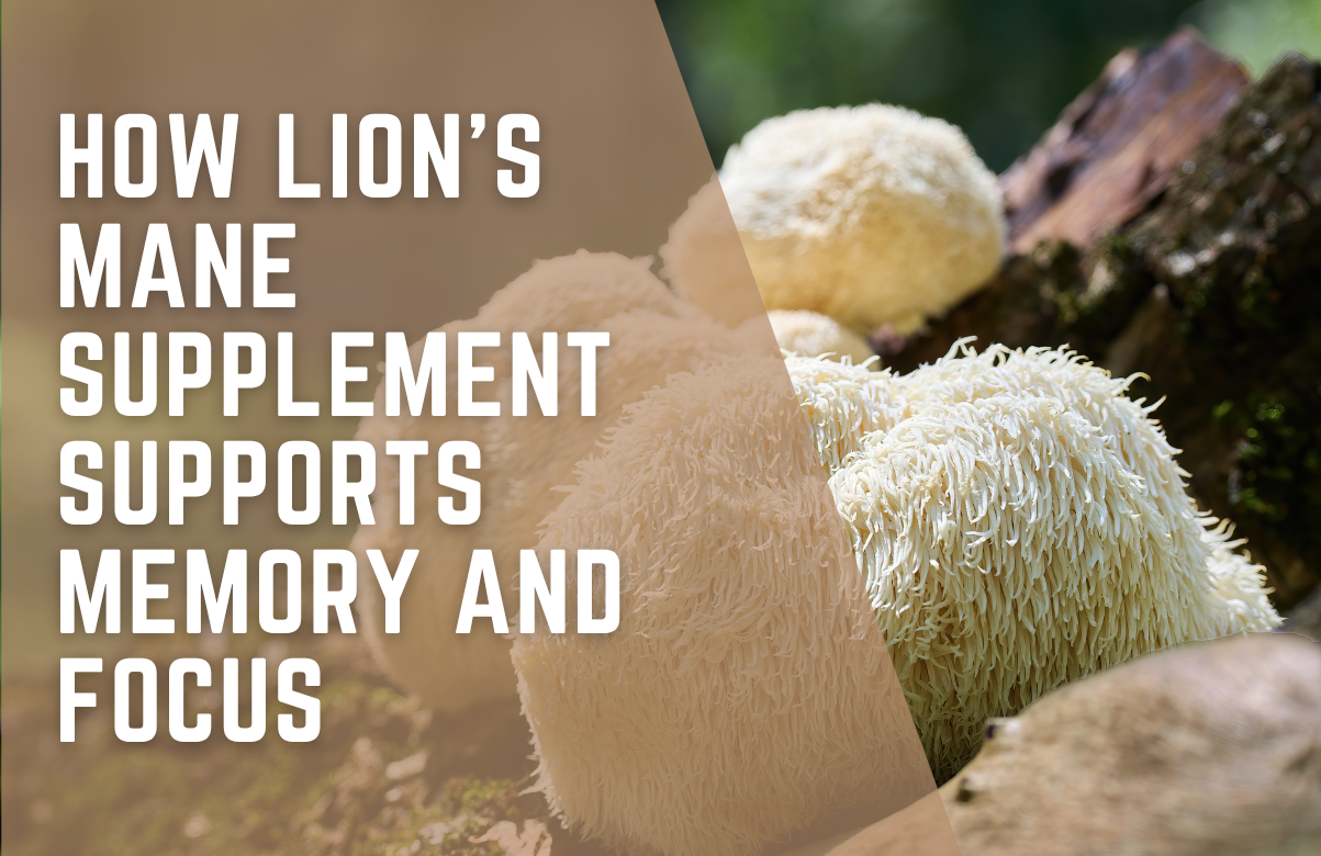 How Lion's Mane Supplement Supports Memory and Focus