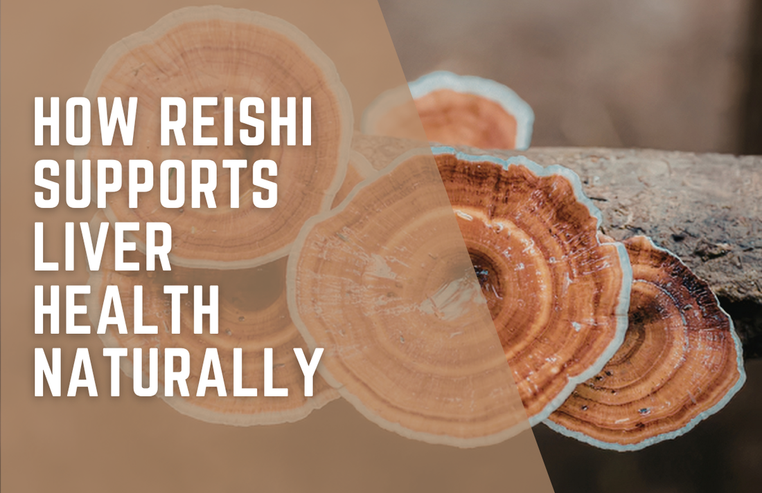 How Reishi Supports Liver Health Naturally