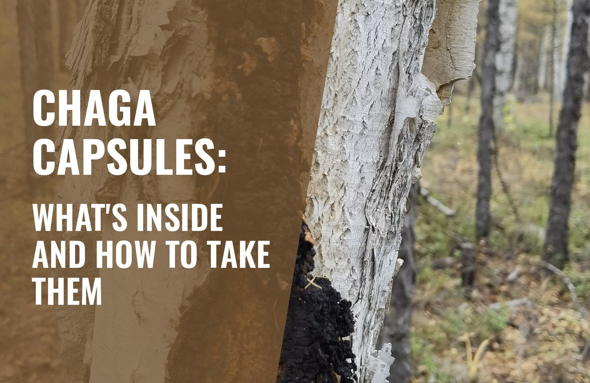 Chaga capsules