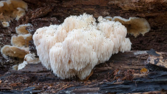 Lion's Mane Mushroom growing in a natural setting - may boost brain function and improve mood